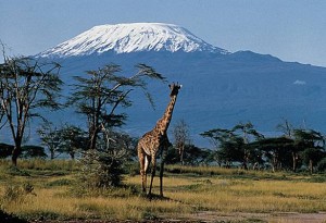 kilimandjaro-et-girafe-jpg